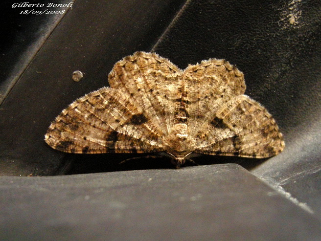 Geometridae di dubbia classificazione - Peribatodes sp.